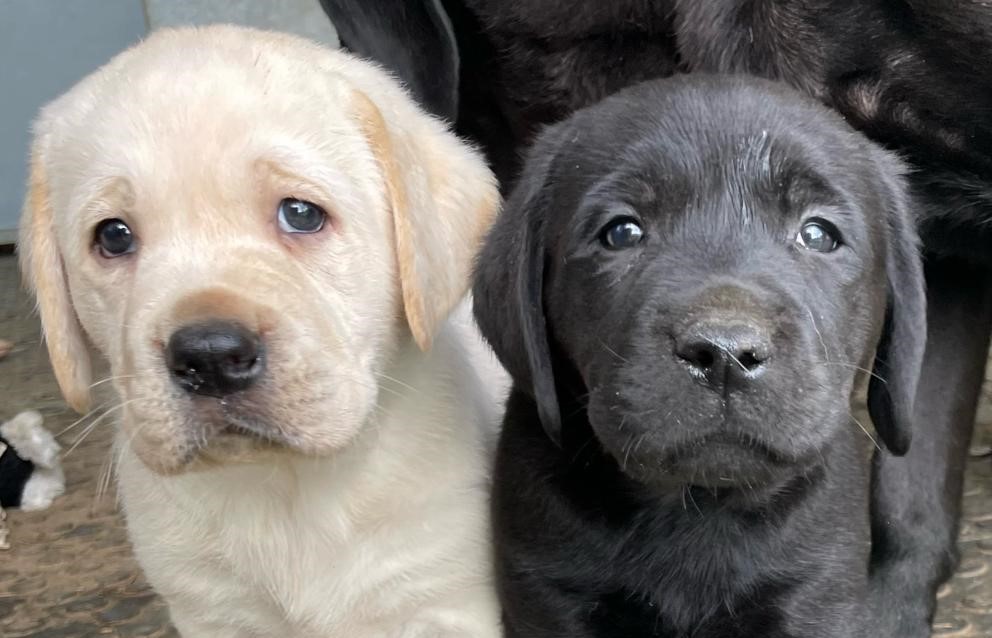 Asistenční pejskové